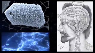THE ELECTRIC PINE CONE 🧐 Pineal Gland (Neuroendocrine Transducer)