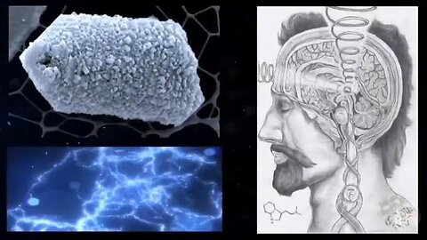 THE ELECTRIC PINE CONE 🧐 Pineal Gland (Neuroendocrine Transducer)