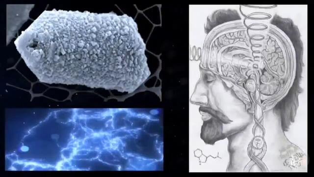 THE ELECTRIC PINE CONE 🧐 Pineal Gland (Neuroendocrine Transducer)