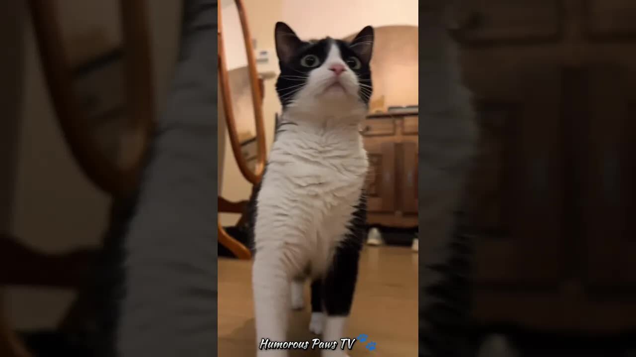Funny animals 2024😂- Funniest Cats and Dogs Video😹🐶