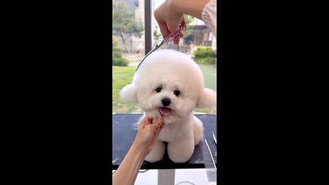 cute puppy 🥰🐶