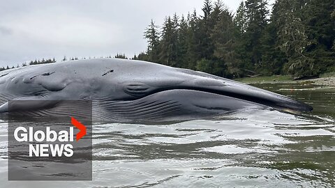 Whale never seen in BC waters washes up dead on Vancouver Island beach