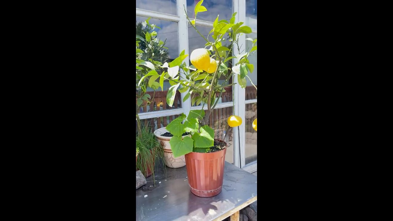 Preparing for citrus transplantation