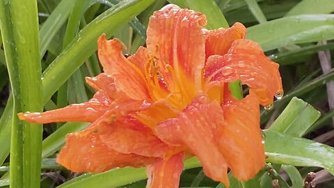 Raindrops on a Lily