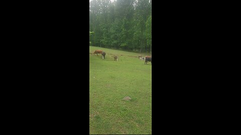 Cows and calves 2025.