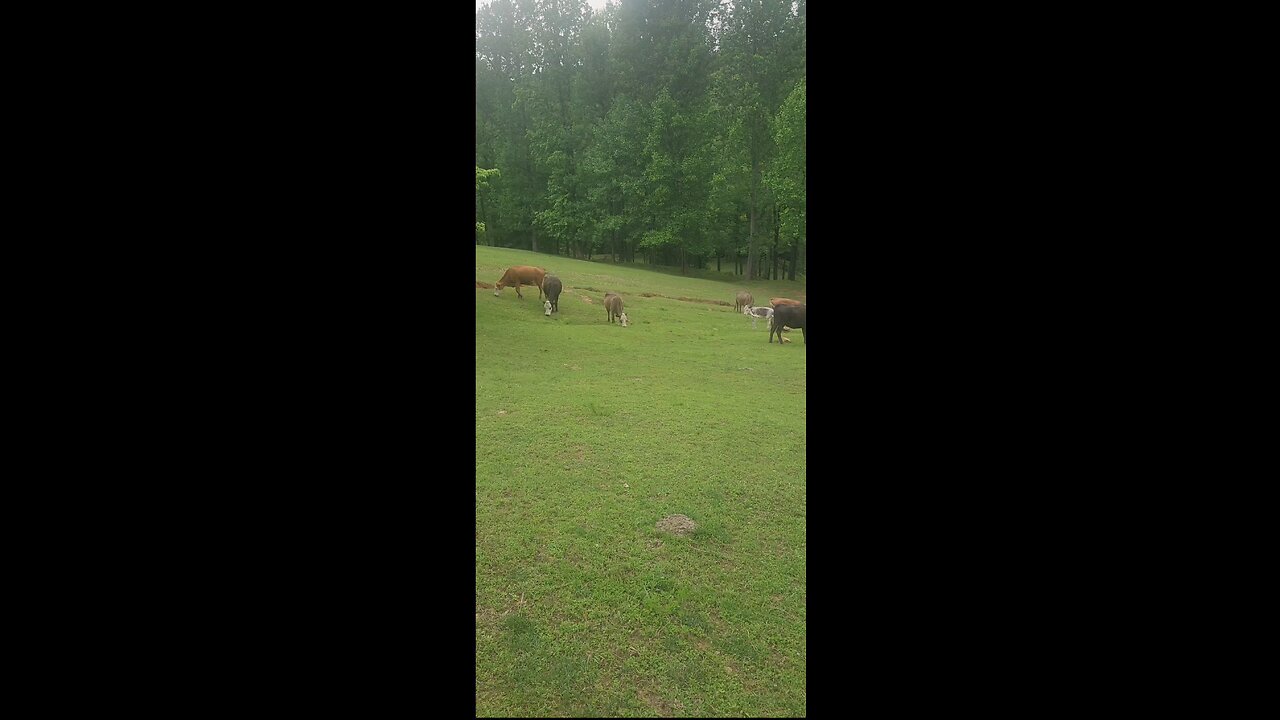 Cows and calves 2025.