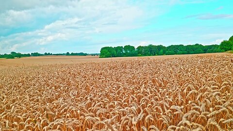 Crickets Singing in a Grain Field ¦ Calming Nature Sounds for Sleep, Relax & Study