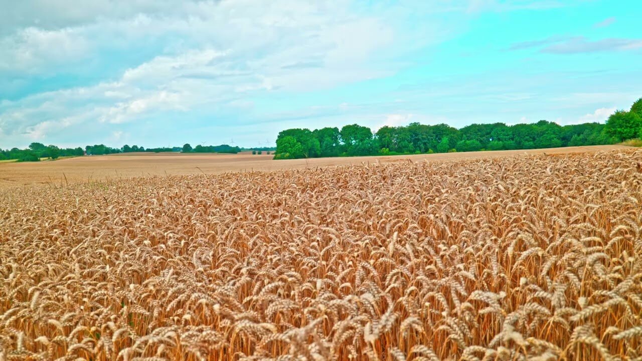 Crickets Singing in a Grain Field ¦ Calming Nature Sounds for Sleep, Relax & Study