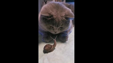 Snail therapy for a cat