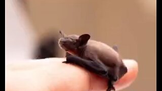 Bumblebee Bats