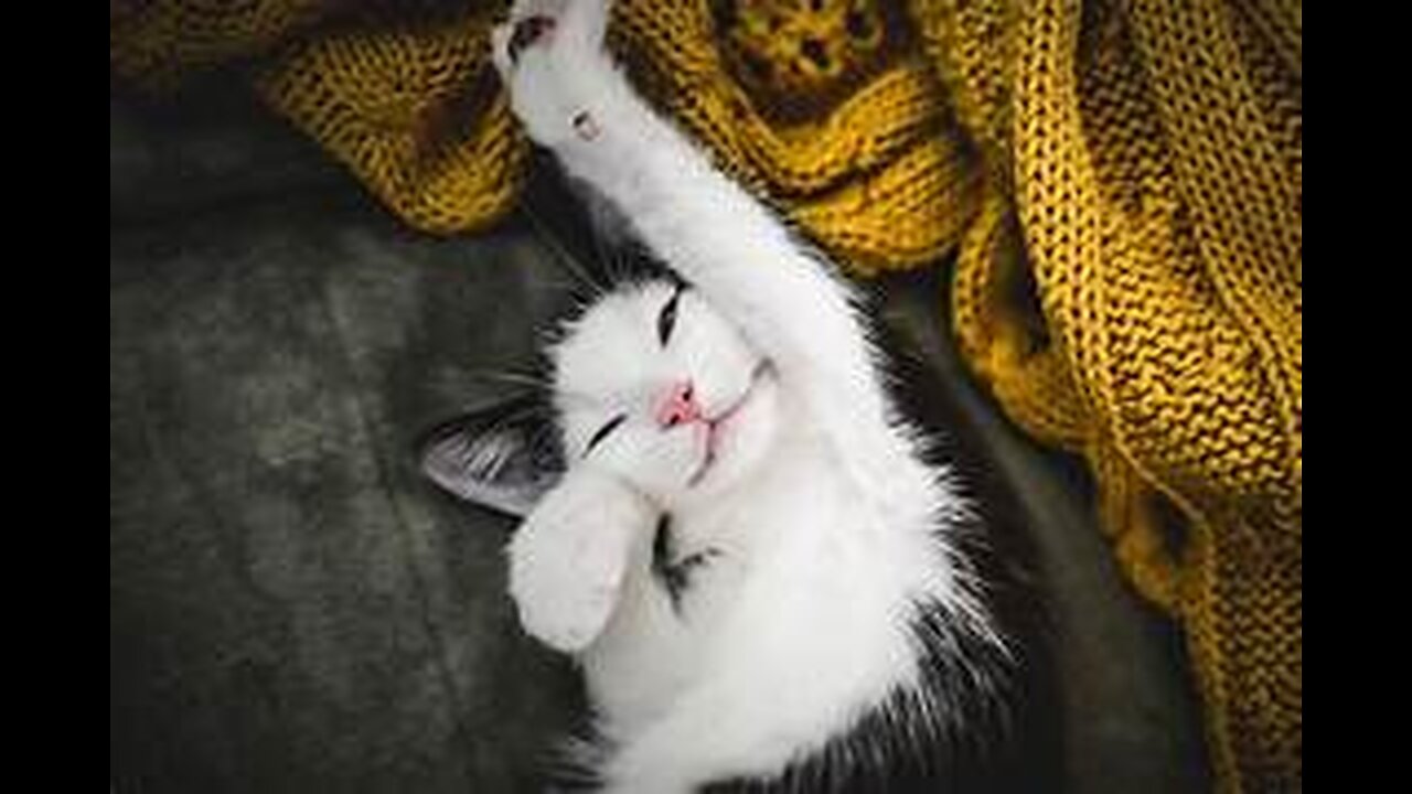 Funny and Cute Cats Collection - Part 40