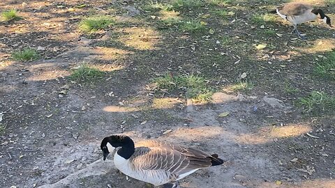 I’ve recorded the Canada Goose 🪿 Today on December 4 2025 2