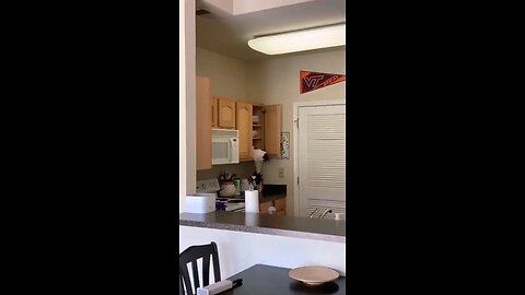 mischievous cat