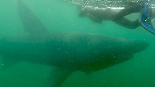 Swimming with Basking Shark