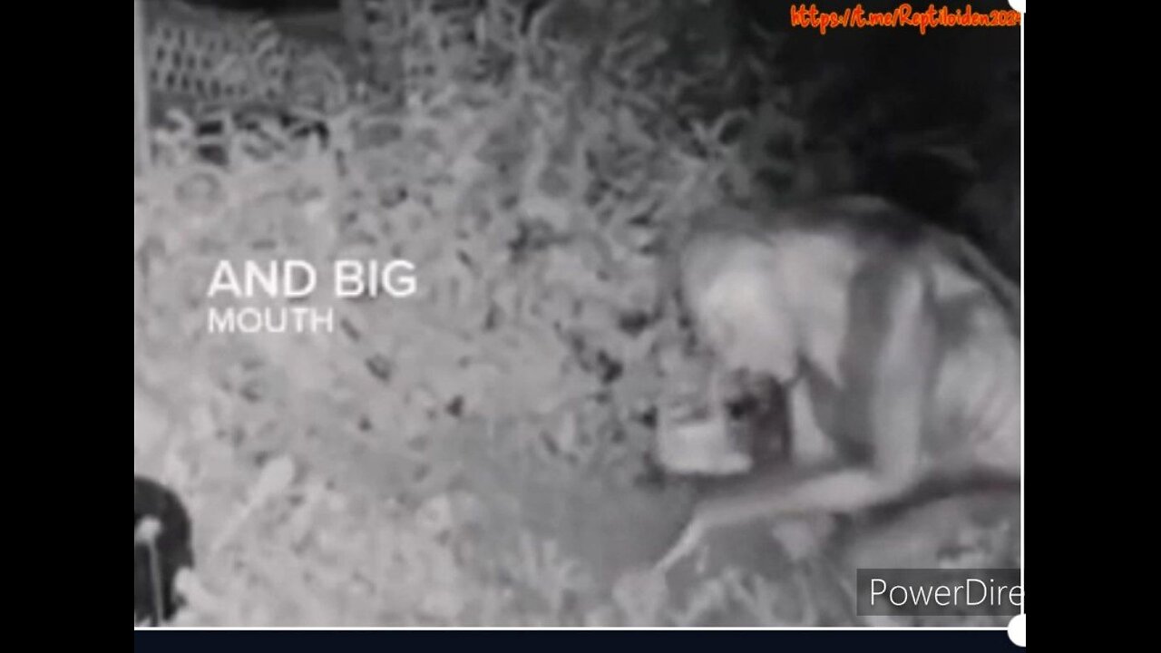REAL VIDEO Of Reptilian Alien Creature