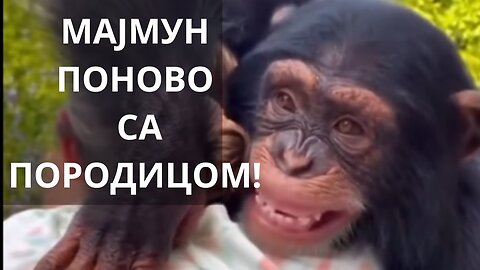 Мајмун који је у Зоо врту пао у депресију - Поново уједињен са породицом !!!