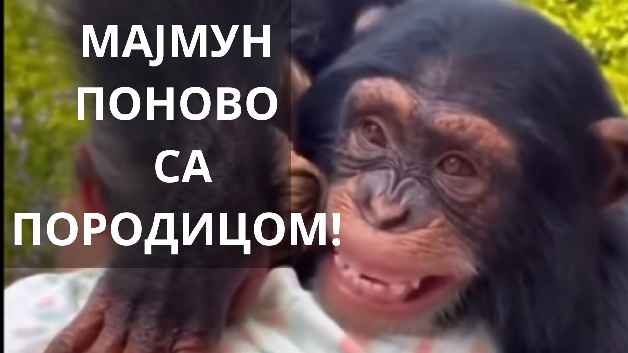 Мајмун који је у Зоо врту пао у депресију - Поново уједињен са породицом !!!