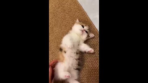My kitten's favorite activity.