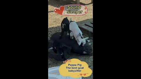 Our female pig, Peppa, is an awesome babysitter. She loves the baby goats.