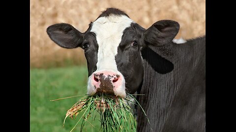 Grass-Fed vs. Grass-Finished Beef: What's the Real Difference?