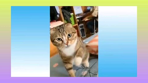 funny videos
