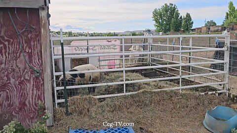 Graham Family Farm: 5:30 PM May 12 2025