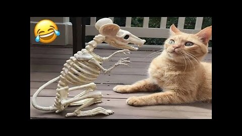 Hilarious Animal Fails and Funny Moments Compilation!