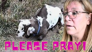 Our LITTLE Buckling Is SICK Again Had To Call The VET Again!