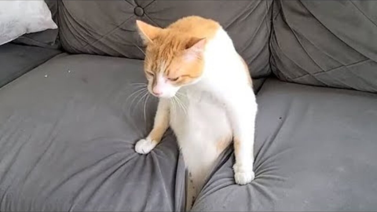 Funny Cats Compilation (Most Popular)
