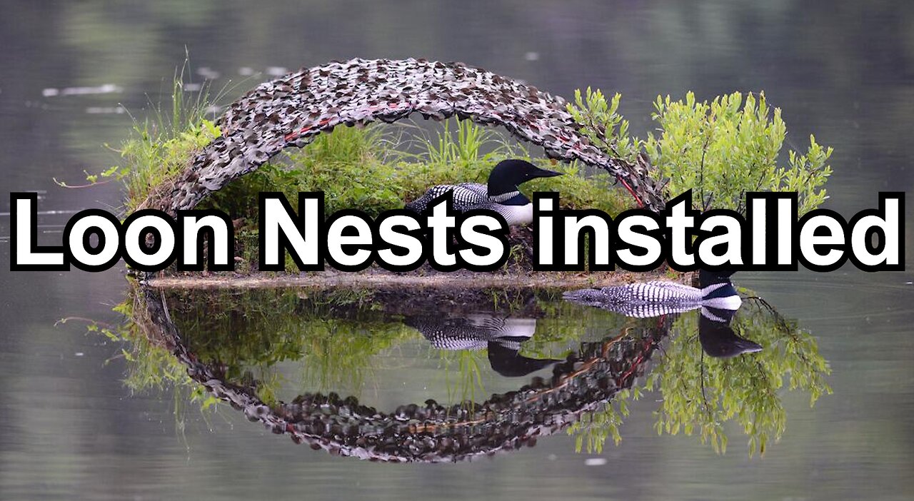 Loon Nests installed