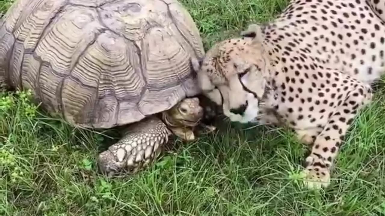 unexpected yet adorable friendship between a tortoise and a cheetah