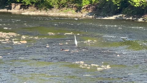 Great White Egret on the Humber River