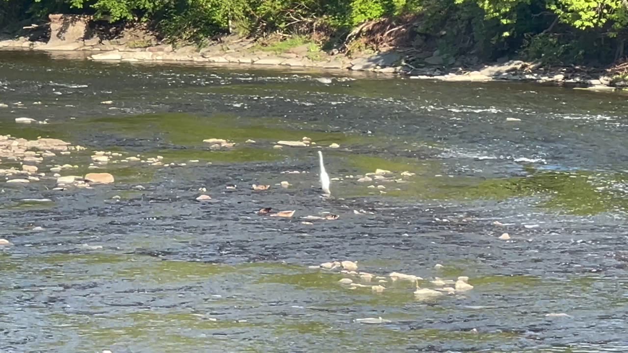 Great White Egret on the Humber River