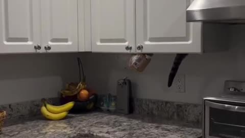 Funny Animal Videos 18