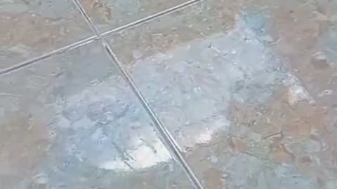 "Everyone’s Busy at Home... So My Cat Decided to Be Busy Too! 😂 The Funniest Copycat Ever!"