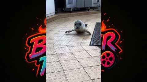 🦭 ☺️ "Cute & Funny Seals You'll Ever See!"