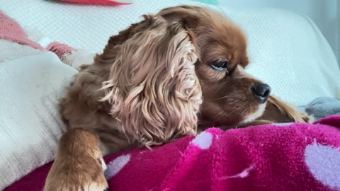 🐶 Comfortable 🥰