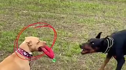 Pitbull vs. Doberman - Who Will Win? #dogs