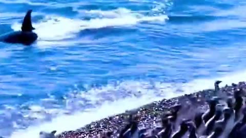 The Amazing Pure 'Vicious' Intelligence of Killer-Whales.