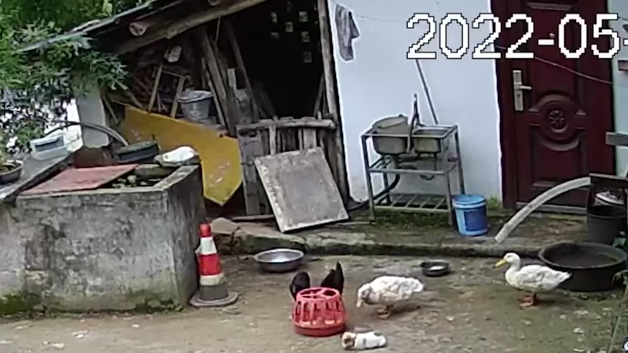 Funniest animal videos