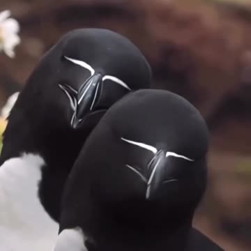 A Birth canal street Video