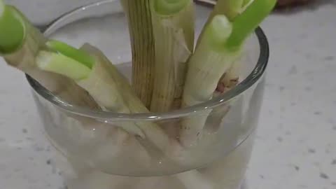 Regrow Onions Easy From Grocery Store Leftovers