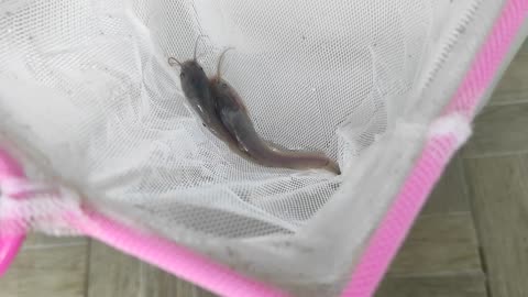 Baby Catfish 8cm