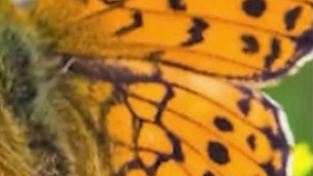 Israel Renames Butterfly in Memory of Ariel Bibas