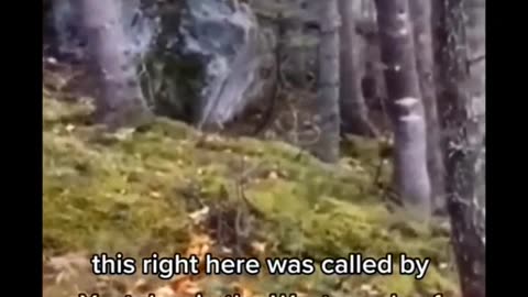 Are trees walking now?