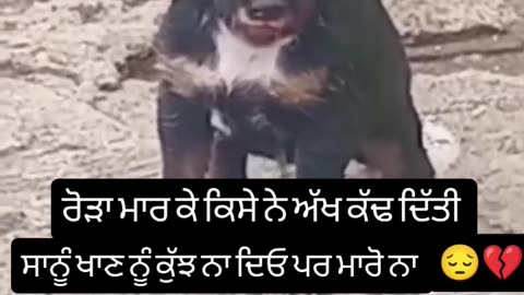 Said dog