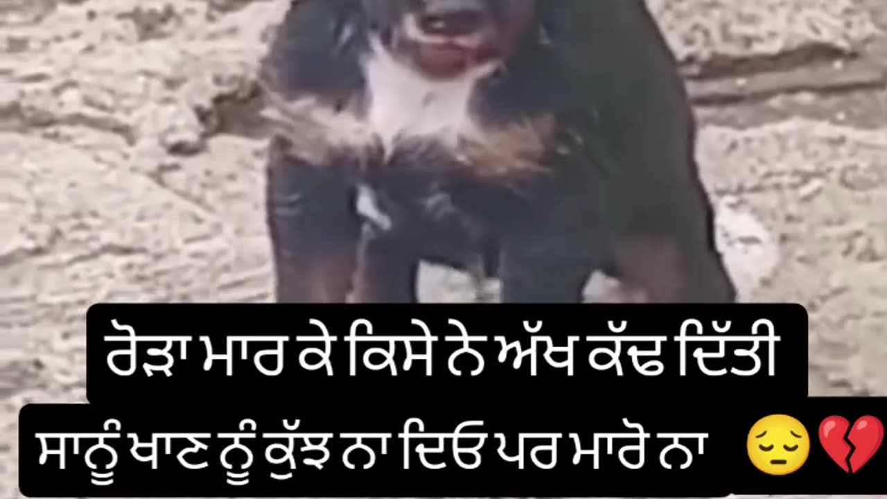 Said dog