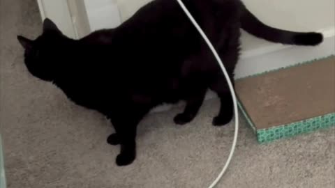 Cute Precious Piper Checks Out the Office Carpet - Adopting a Cat from a Shelter Vlog #shorts