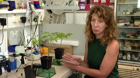 Research finds that when plants talk, insects listen