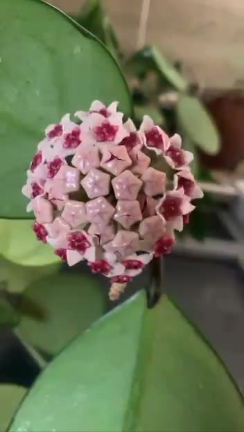 My blooming Hoya 🌸!
